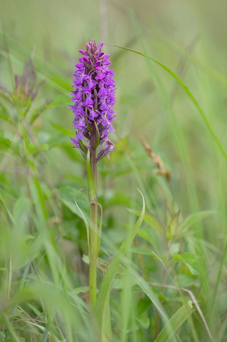 Gewone Rietorchis