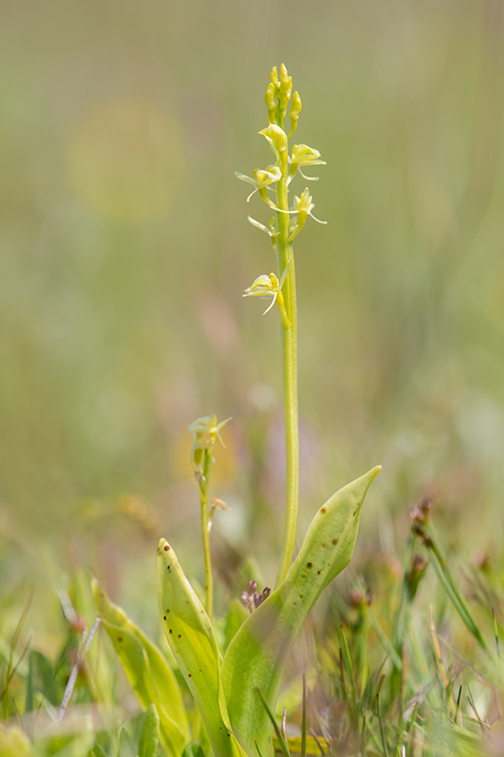 Groenknolorchis