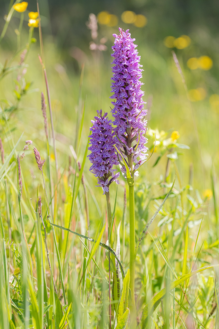 Gevlekte Rietorchis