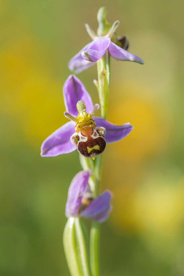 Bijenorchis