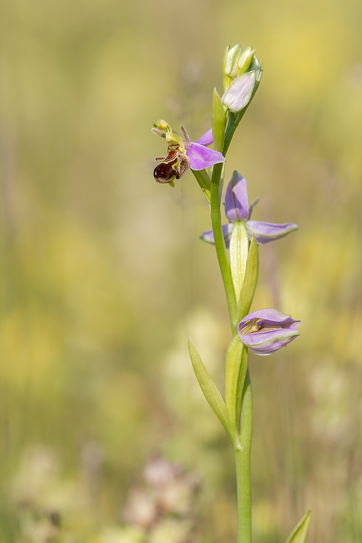 Bijenorchis