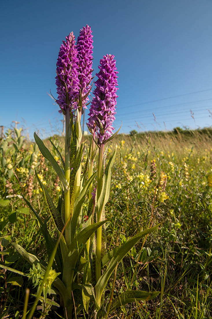 Gevlekte Rietorchis