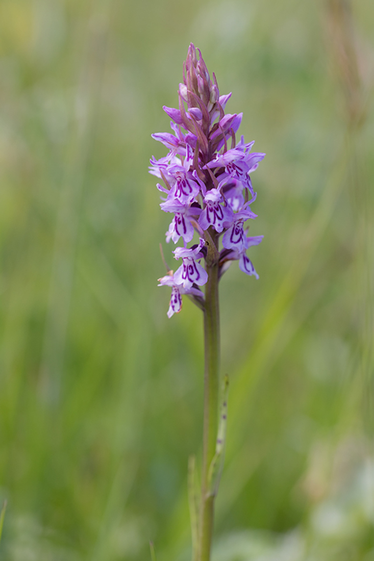 Gevlekte Orchis