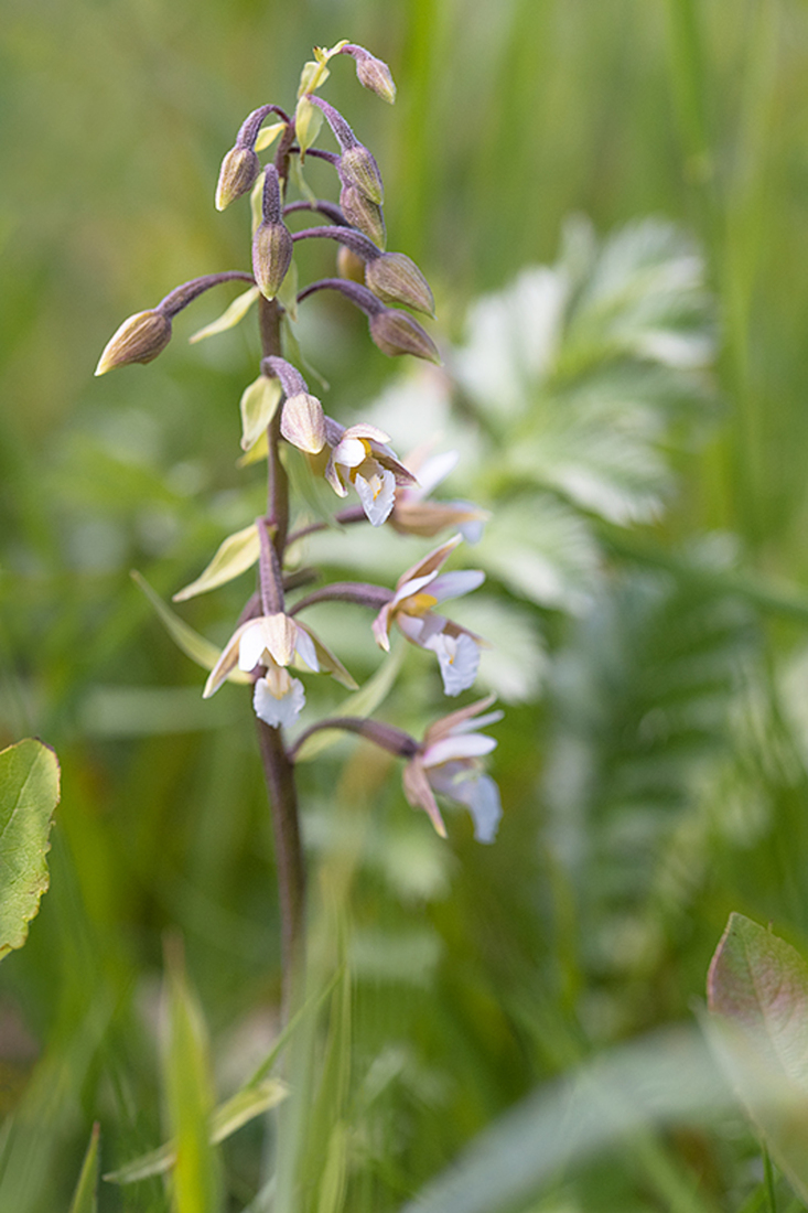 Moeraswespenorchis