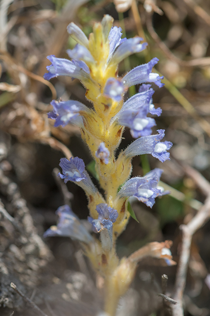 Phelipanche mutelii var. nana