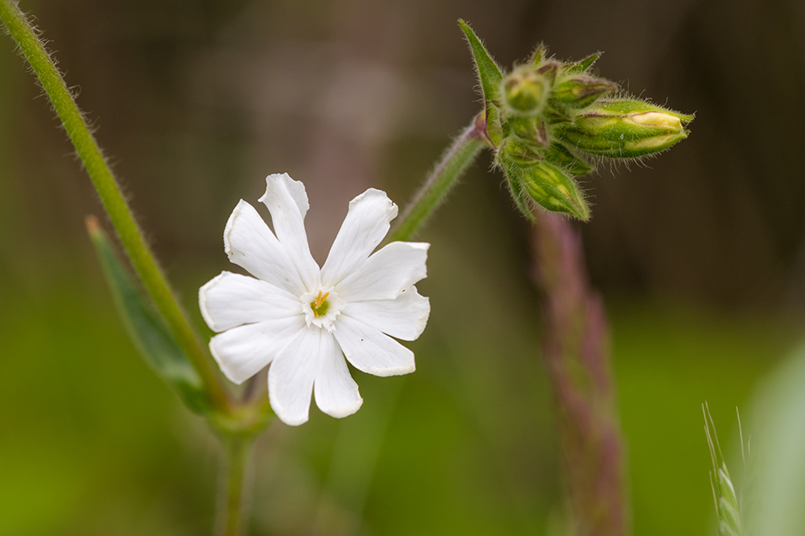 Avondkoekoeksbloem