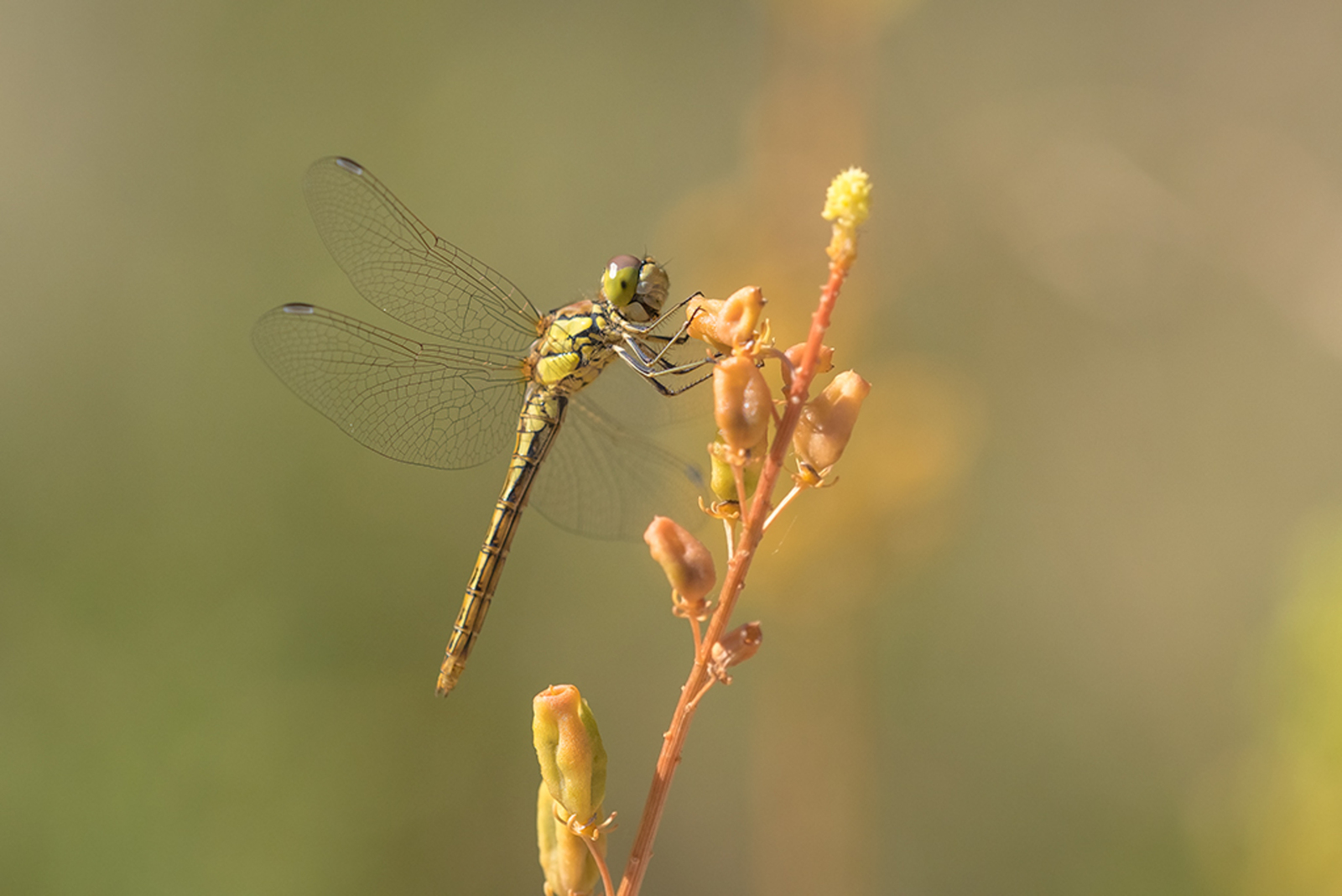 Steenrode Heidelibel