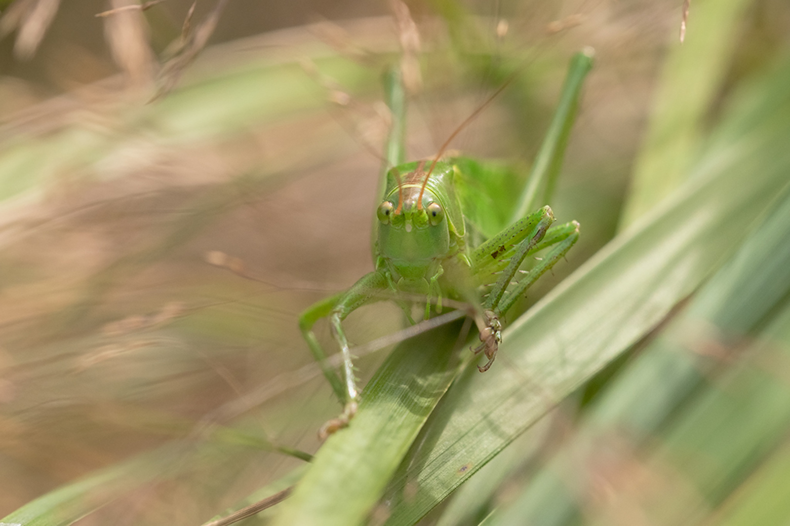 Grote Groene Sabelsprinkhaan