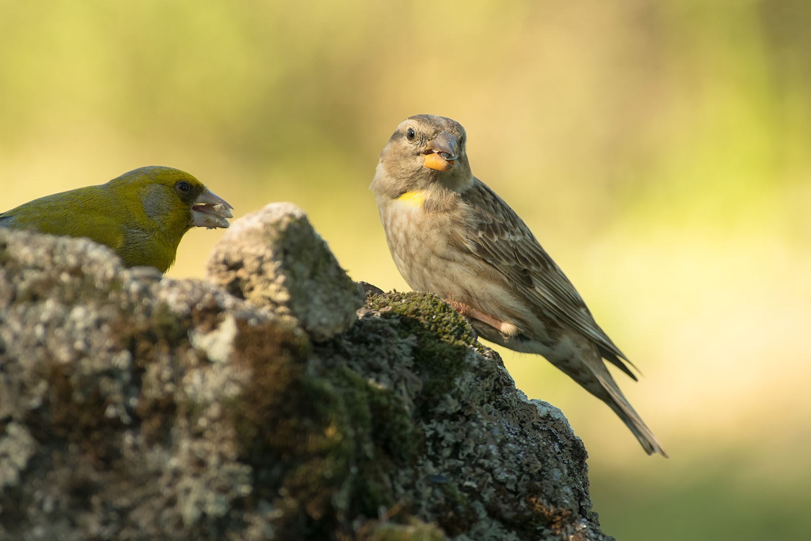 Rotsmus en Groenling