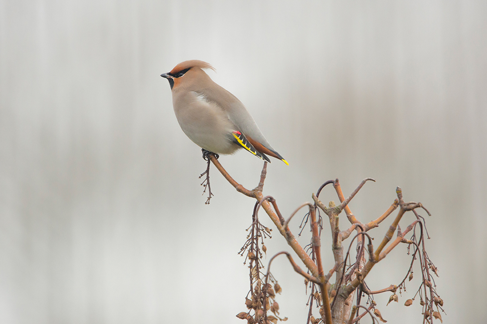 Pestvogel