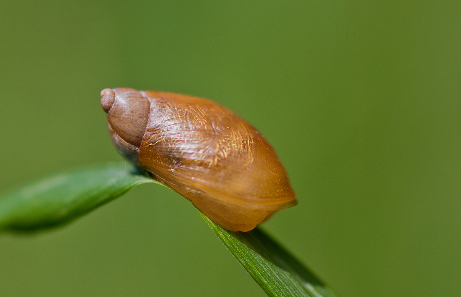 Grote Barnsteenslak