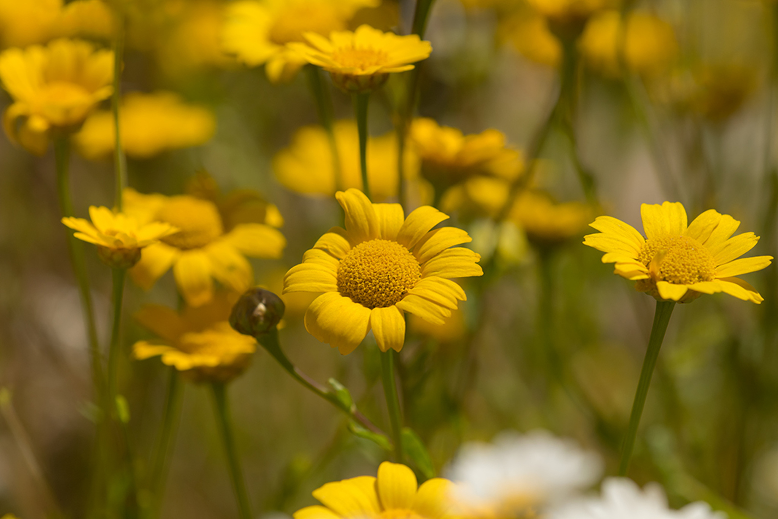 Gele Ganzenbloem