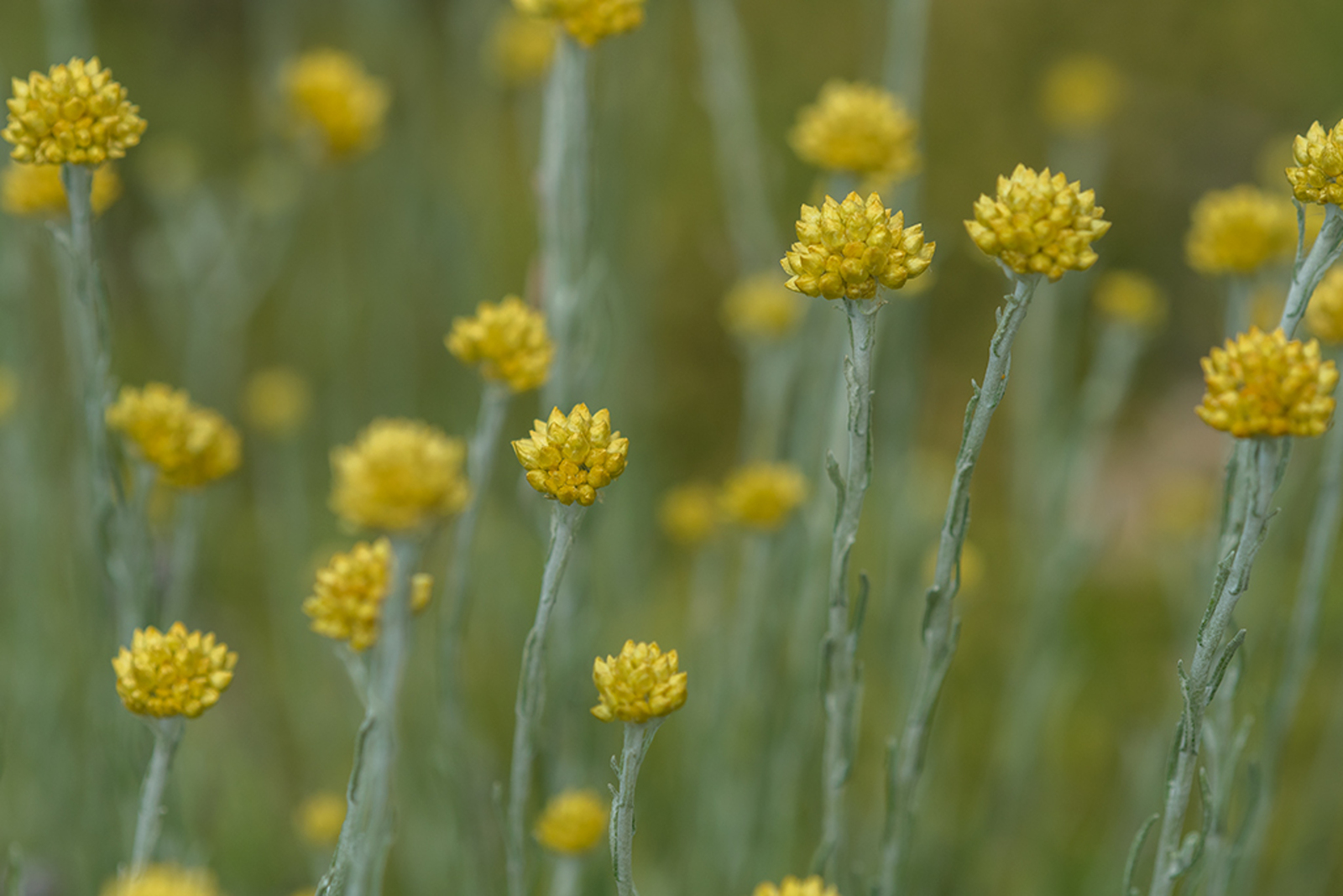 Helichrysum stoechas