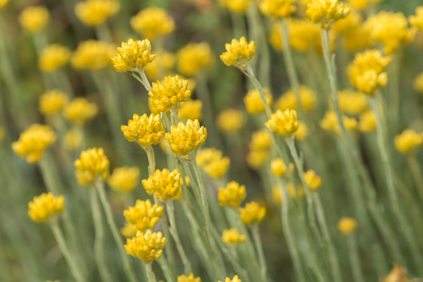 Helichrysum stoechas