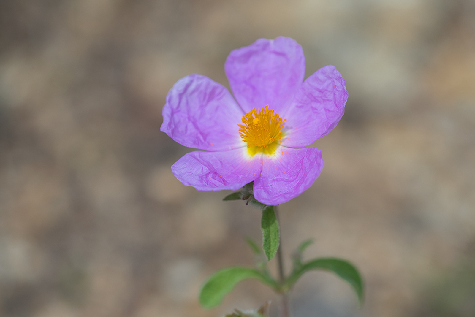 Cistus creticus