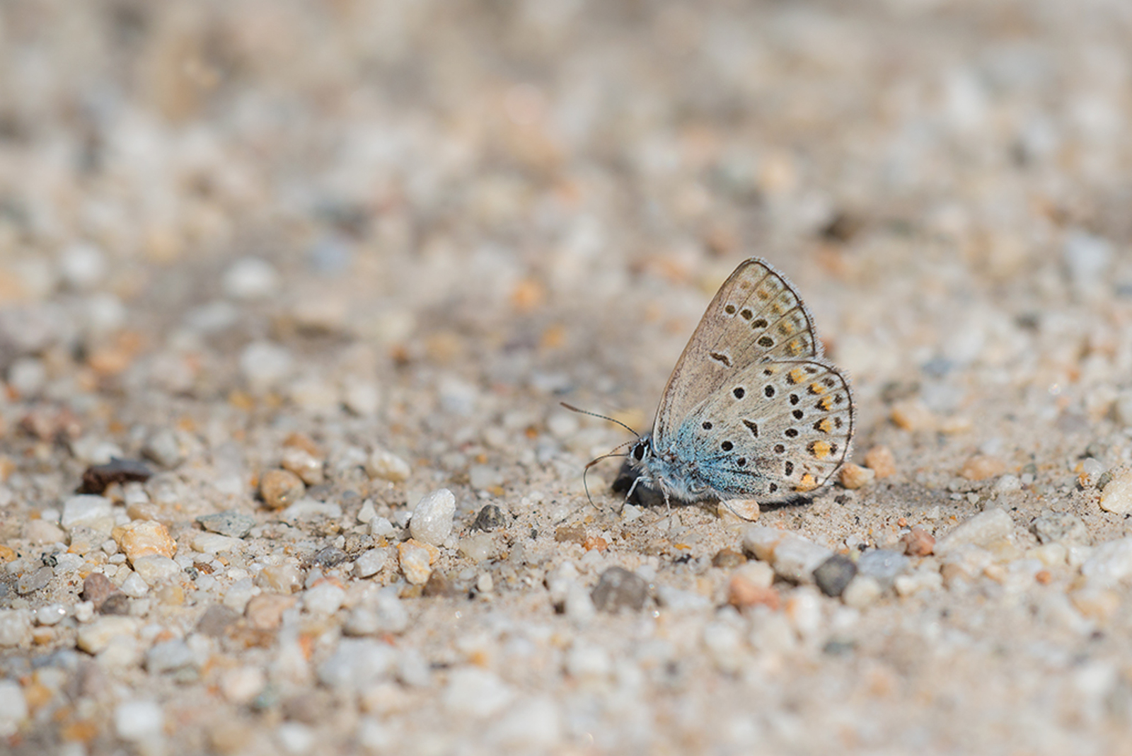 Oostelijk Saffierblauwtje