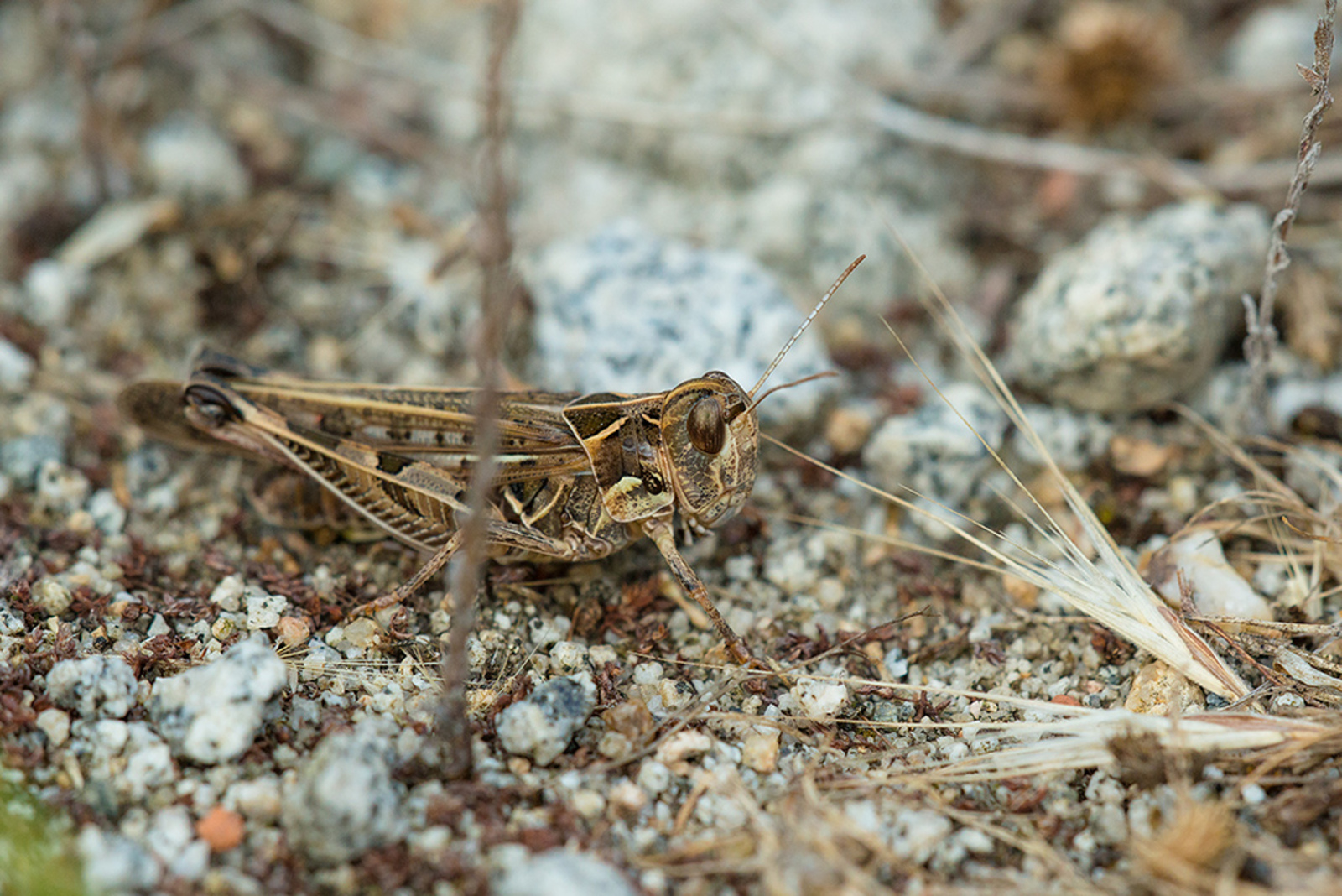 Notostaurus anatolicus