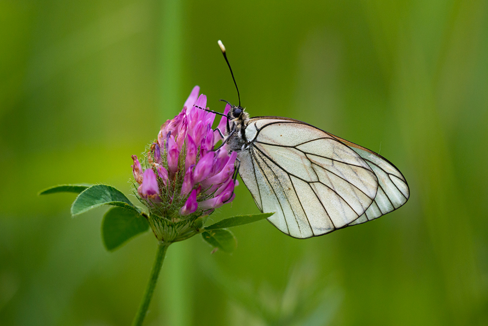 Groot Geaderd Witje