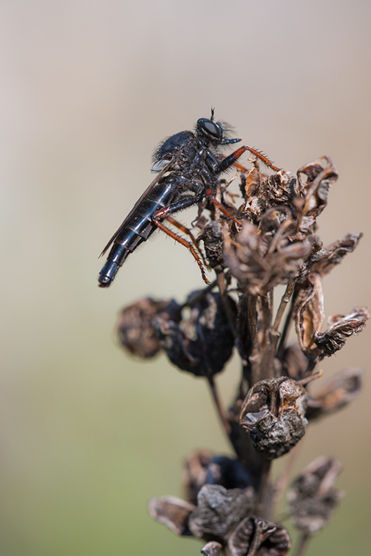 Stenopogon coracinus