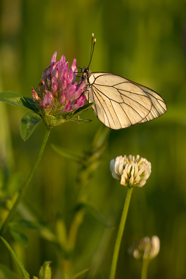 Groot Geaderd Witje