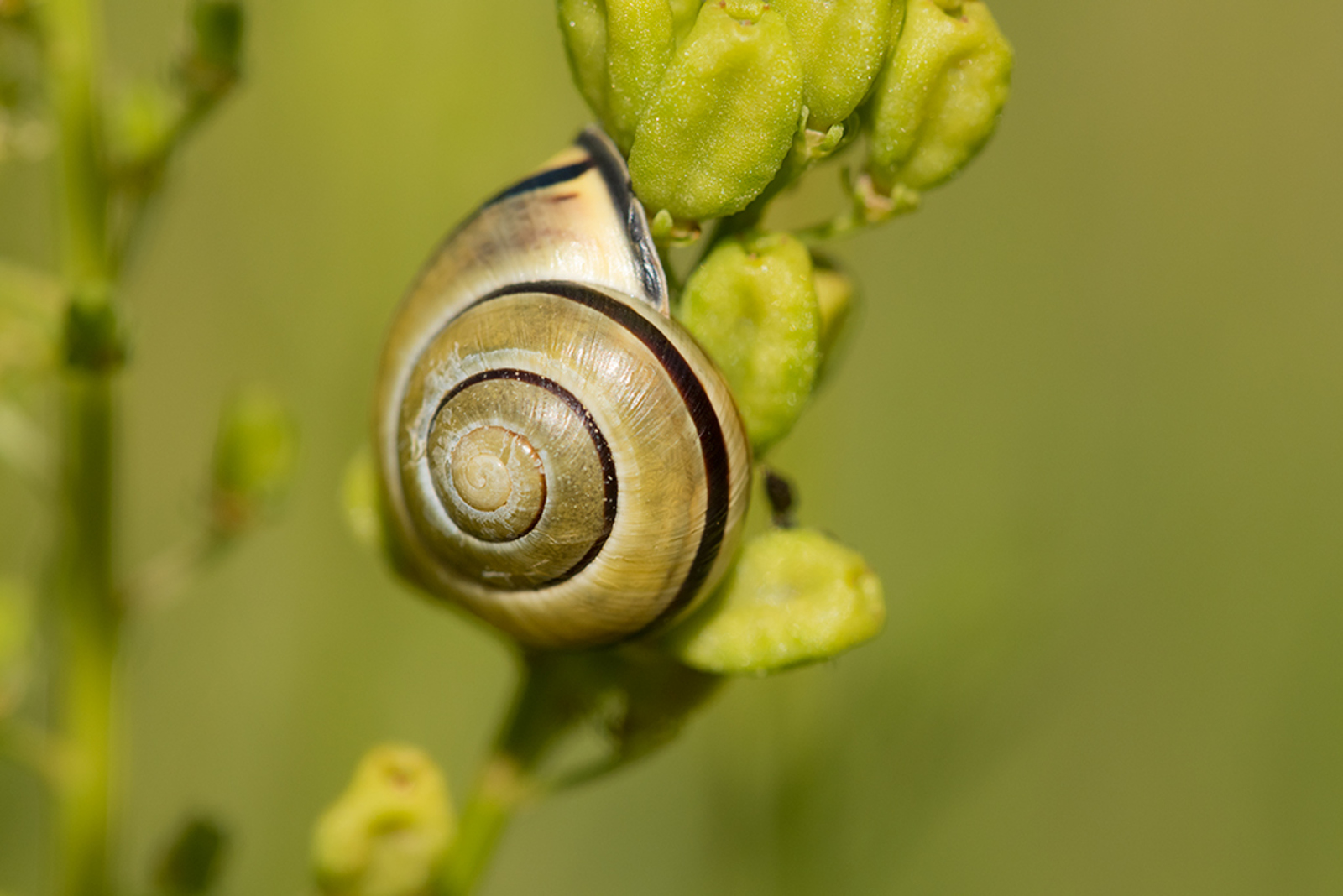 Zwartgerande Tuinslak