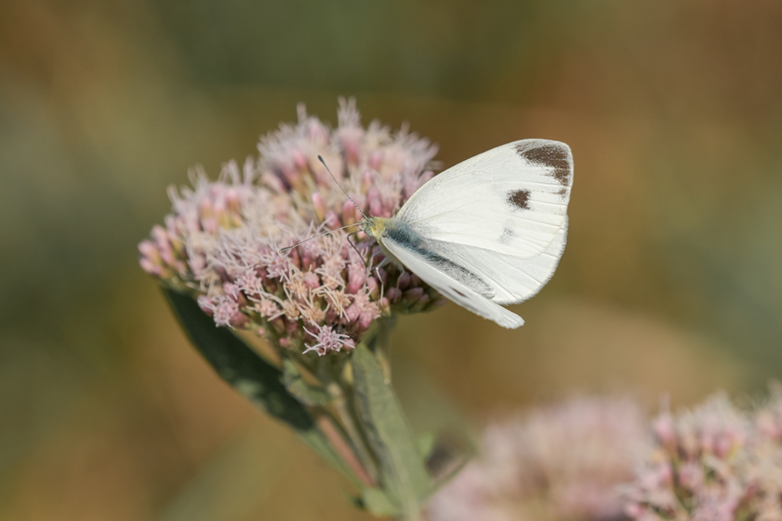 Scheefbloemwitje