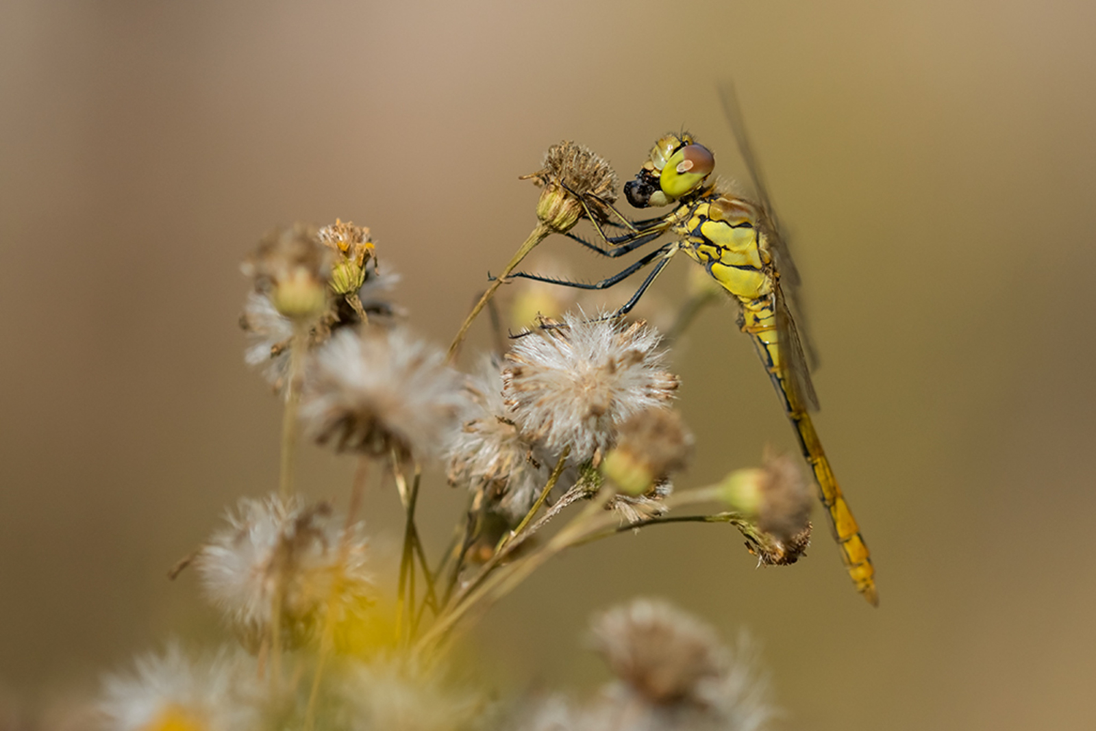 Steenrode Heidelibel