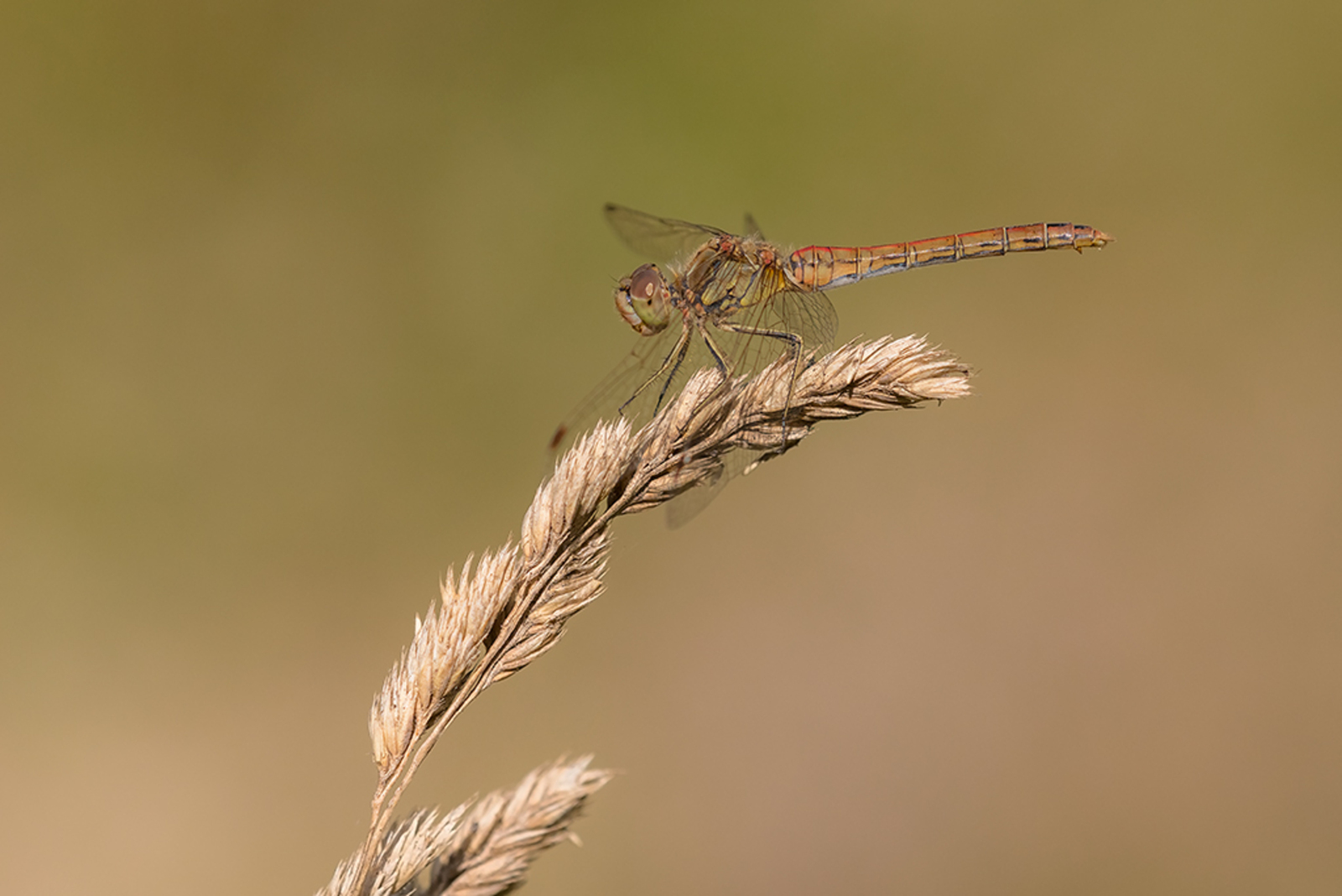 Steenrode Heidelibel