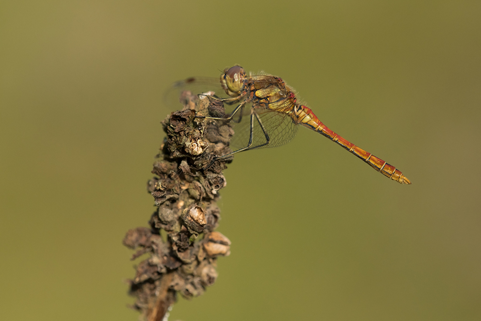 Bruinrode Heidelibel 