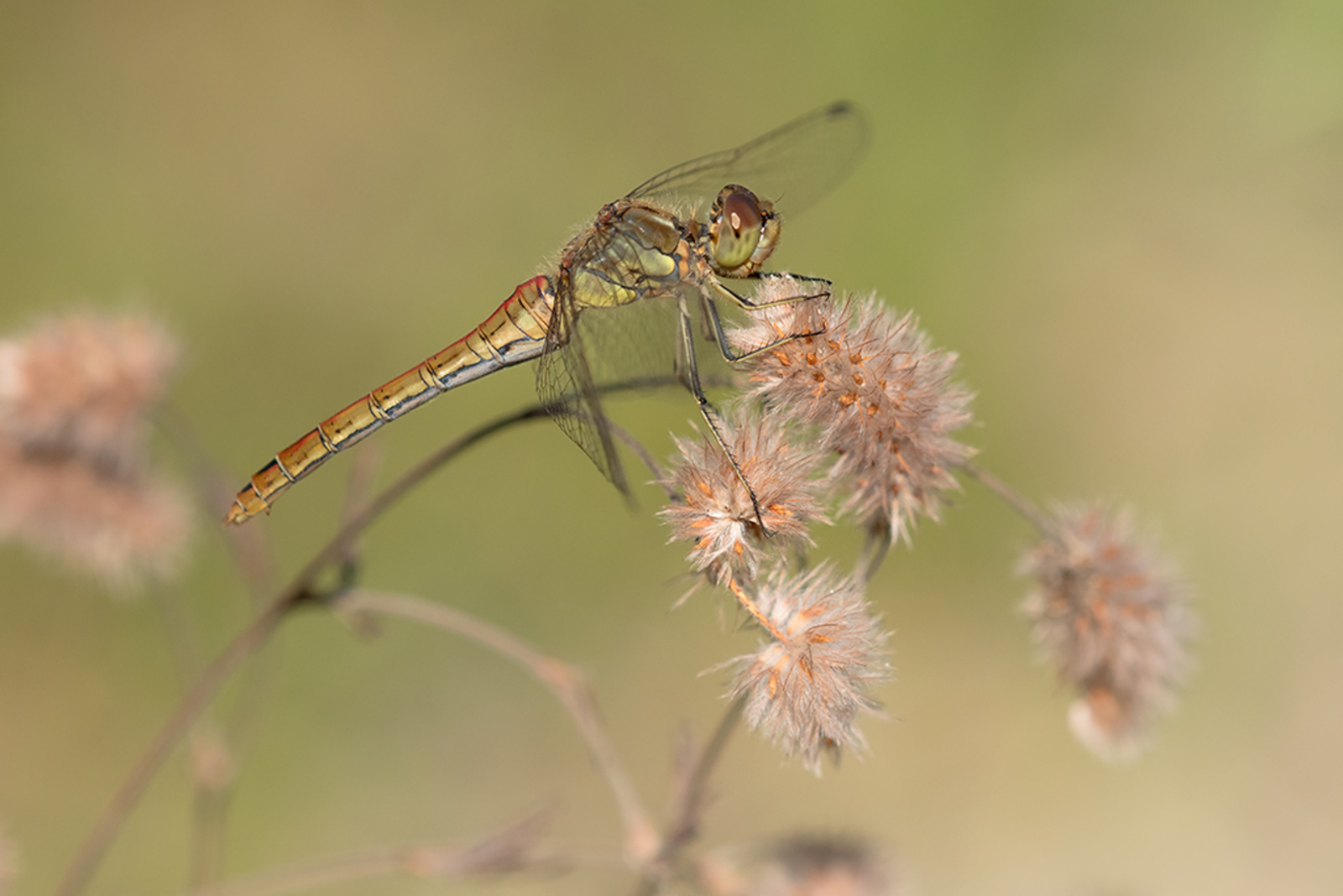 Steenrode Heidelibel