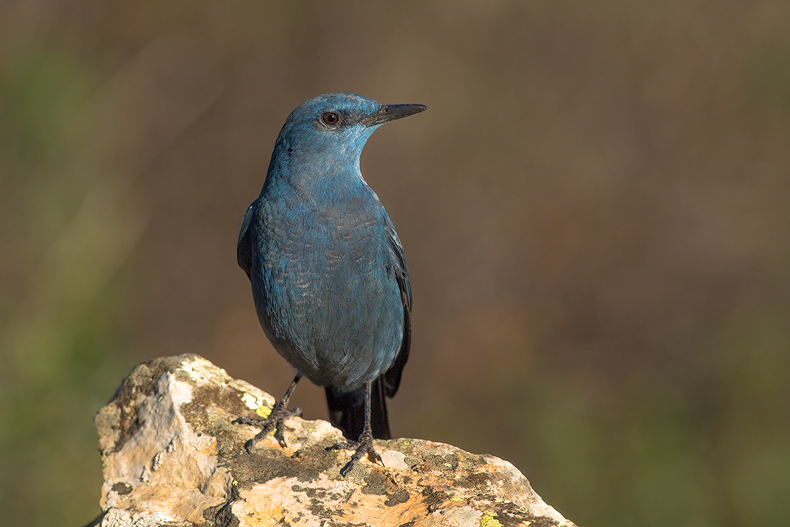 Blauwe Rotslijster