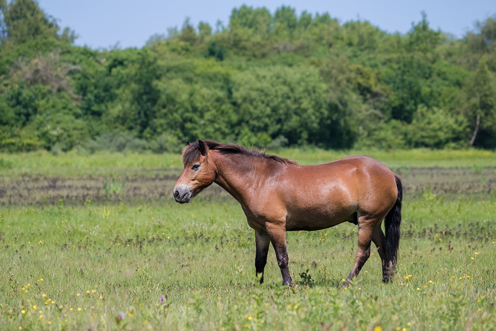 Exmoorpony