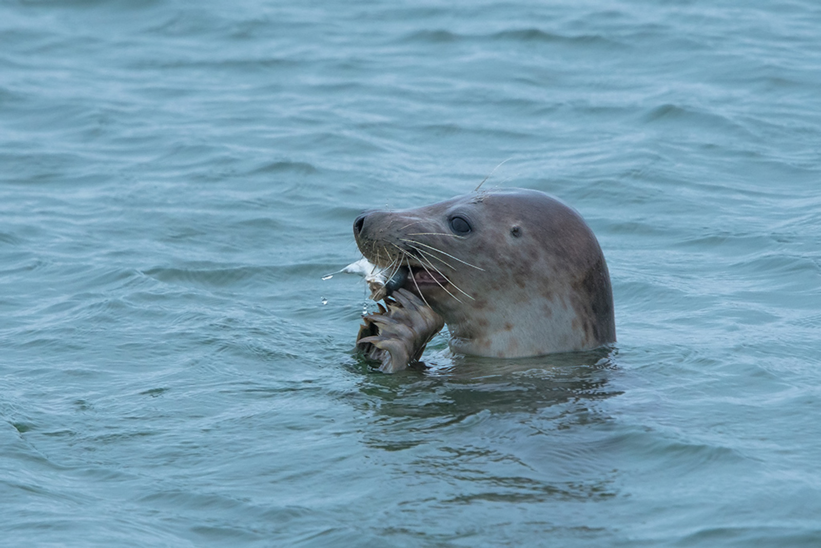 Grijze Zeehond