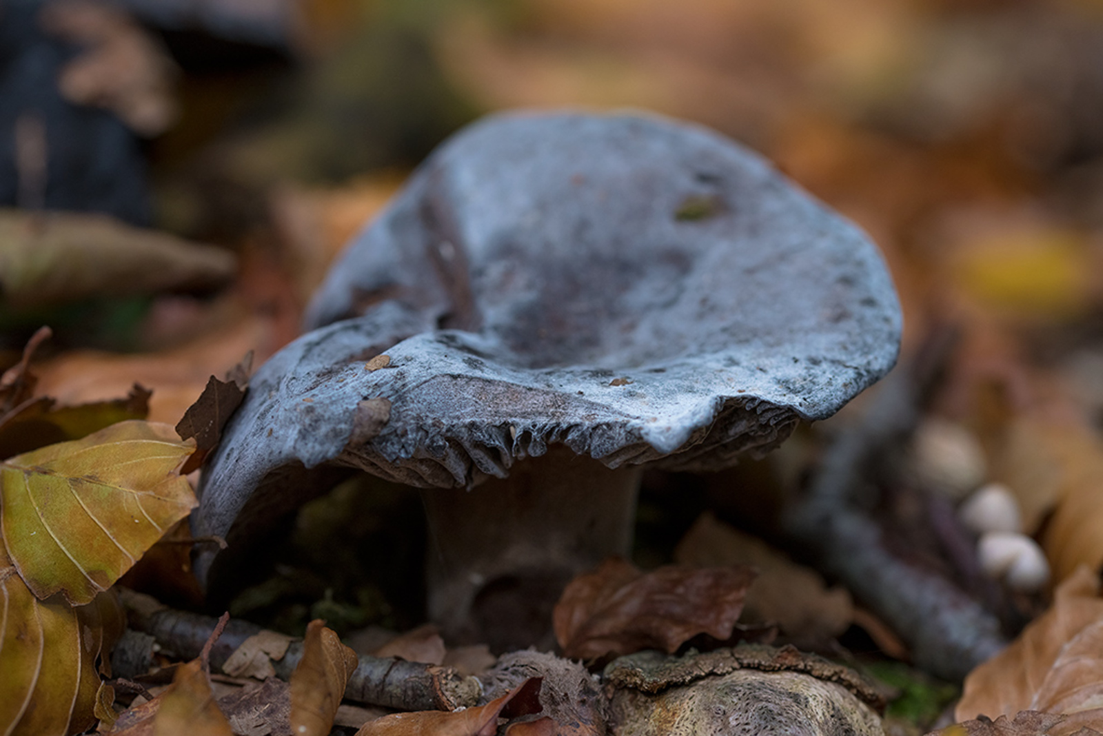 Grofplaatrussula