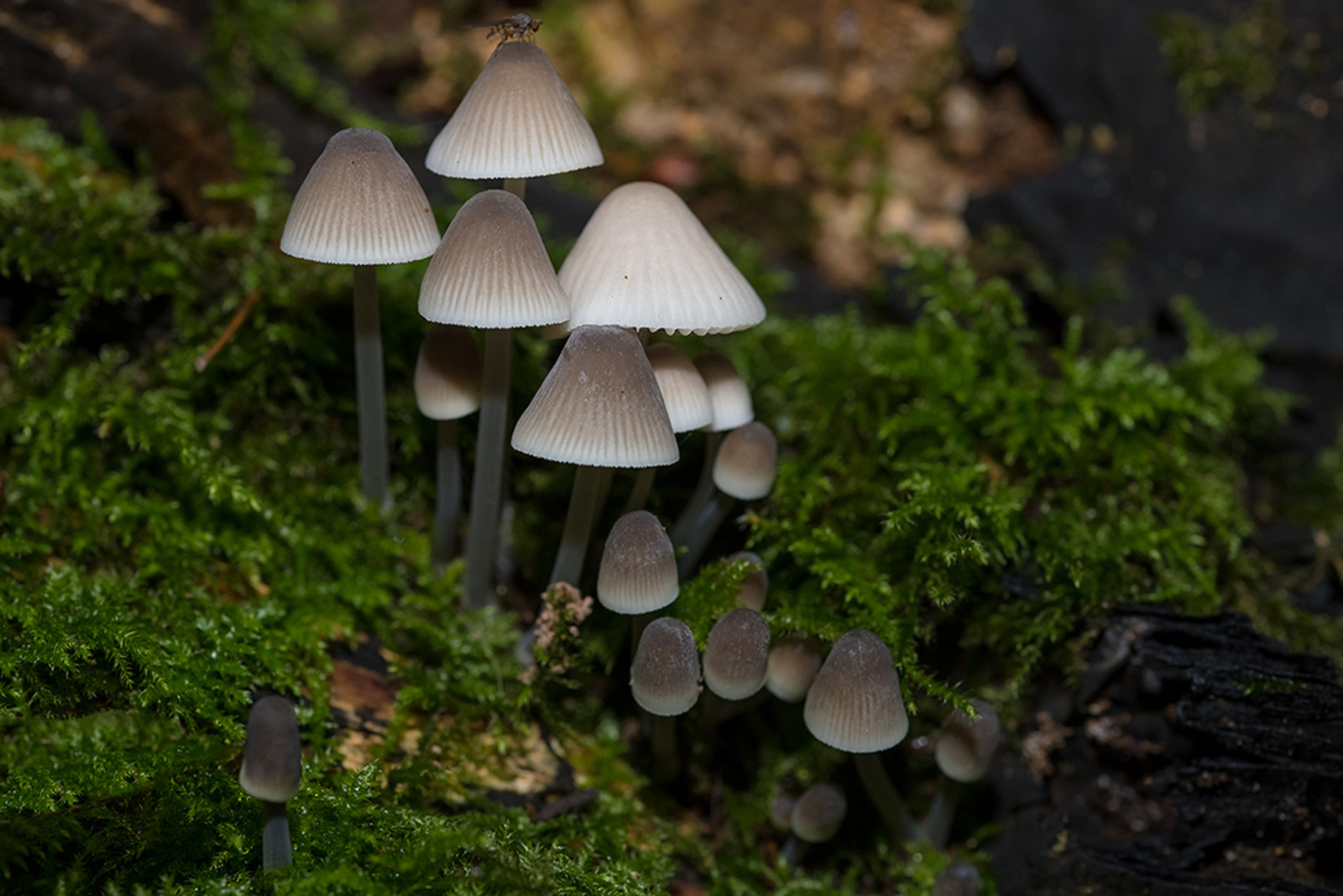 Bundelmycena