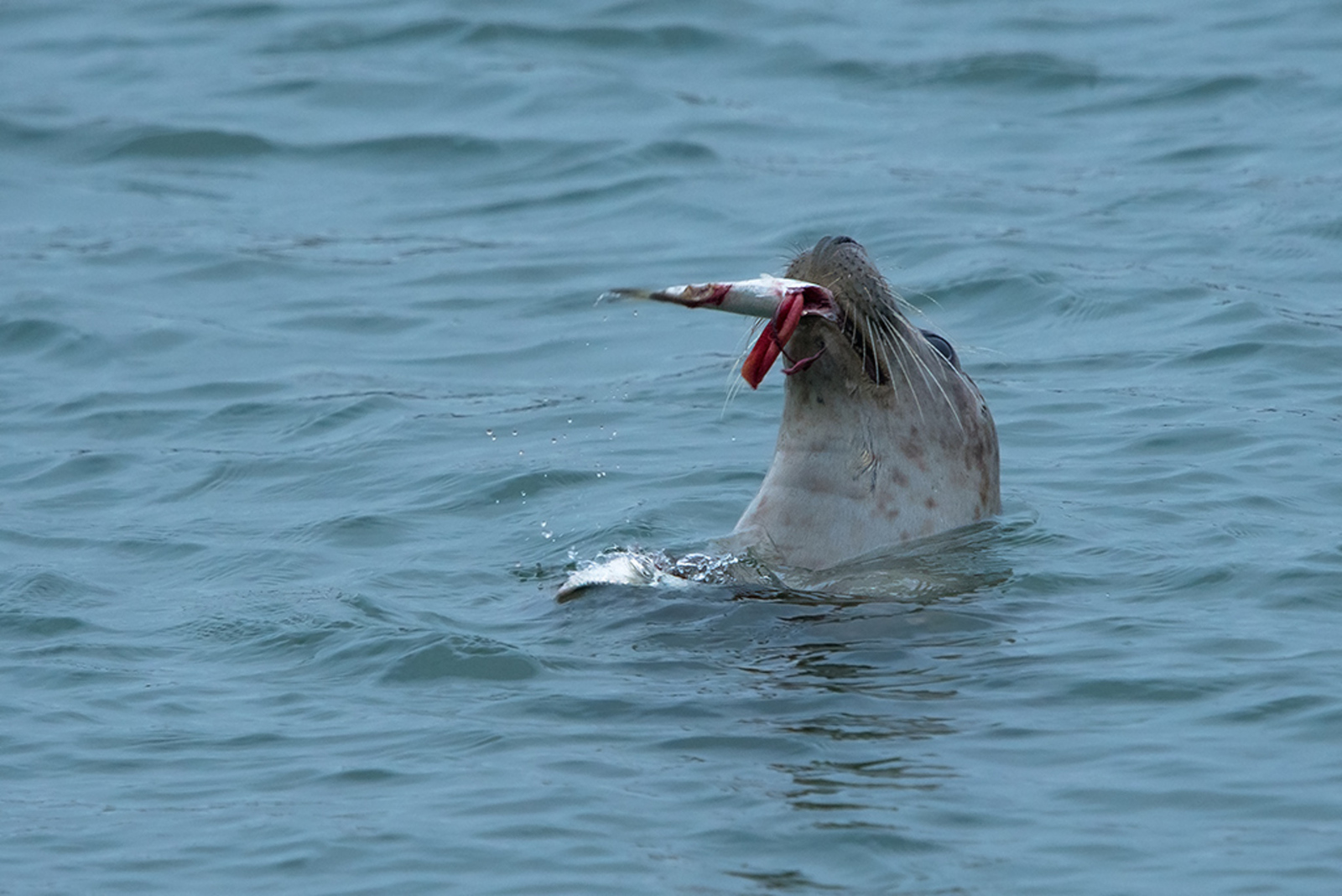 Grijze Zeehond