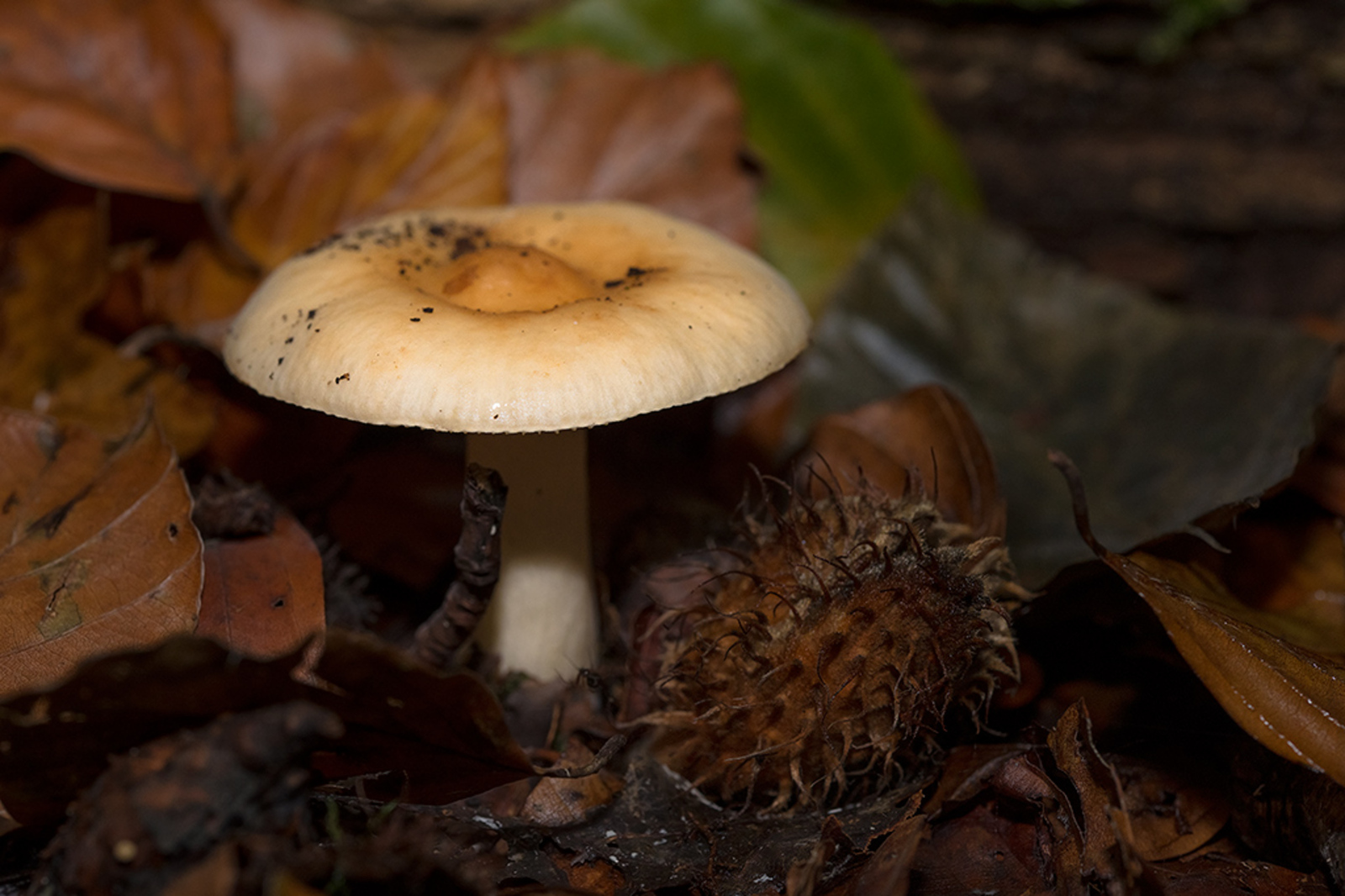 Beukenrussula