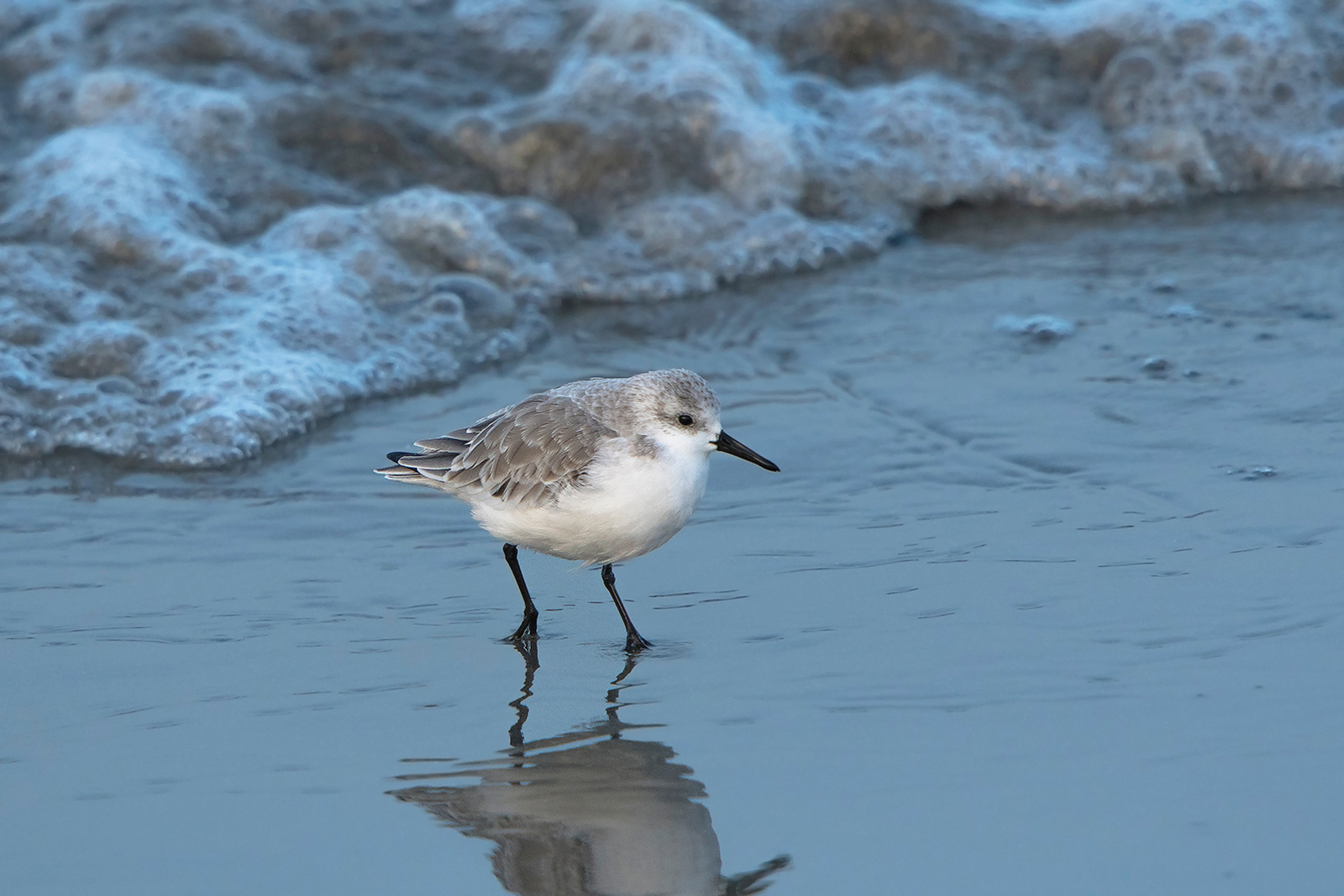 Drieteenstrandloper