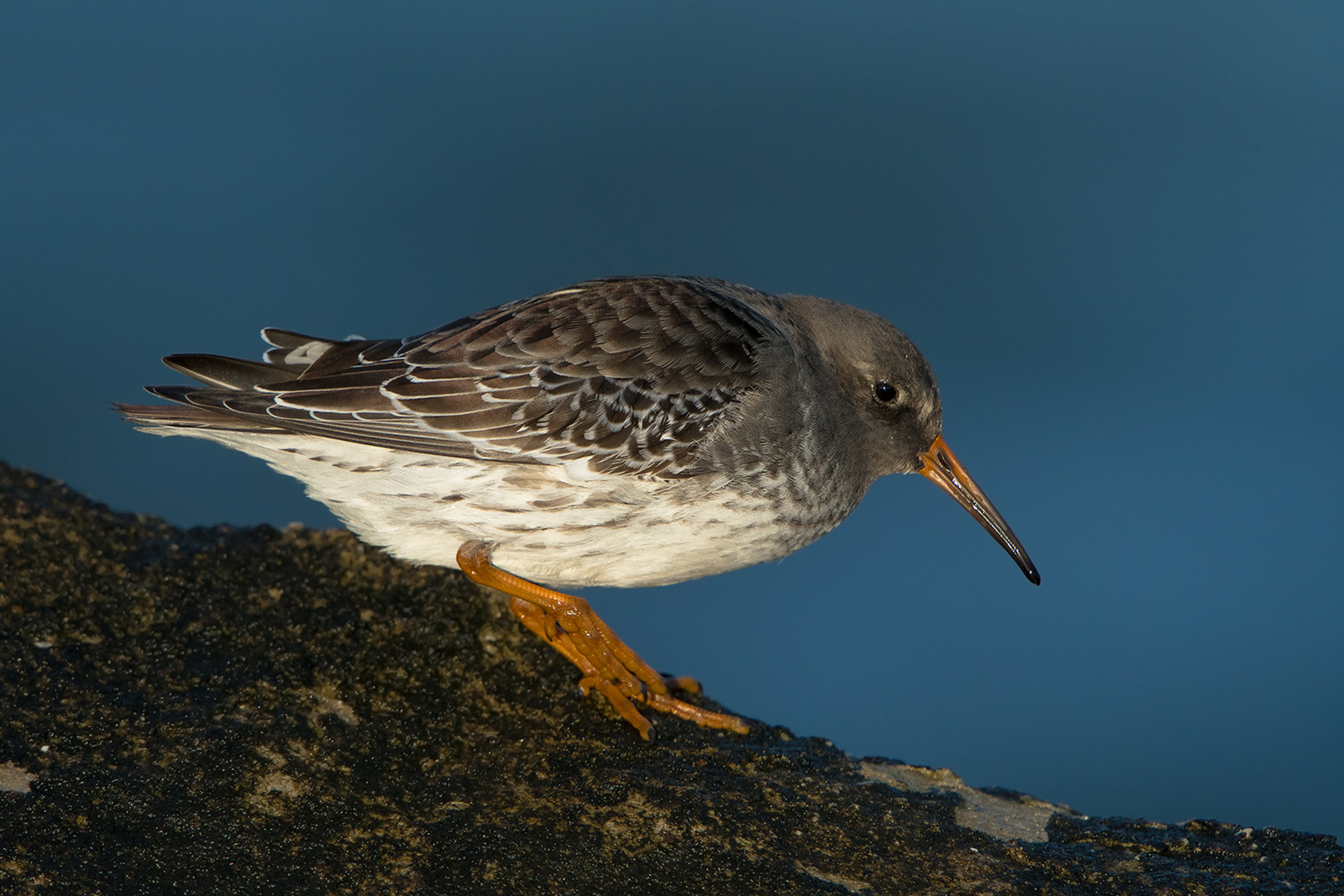 Paarse Strandloper