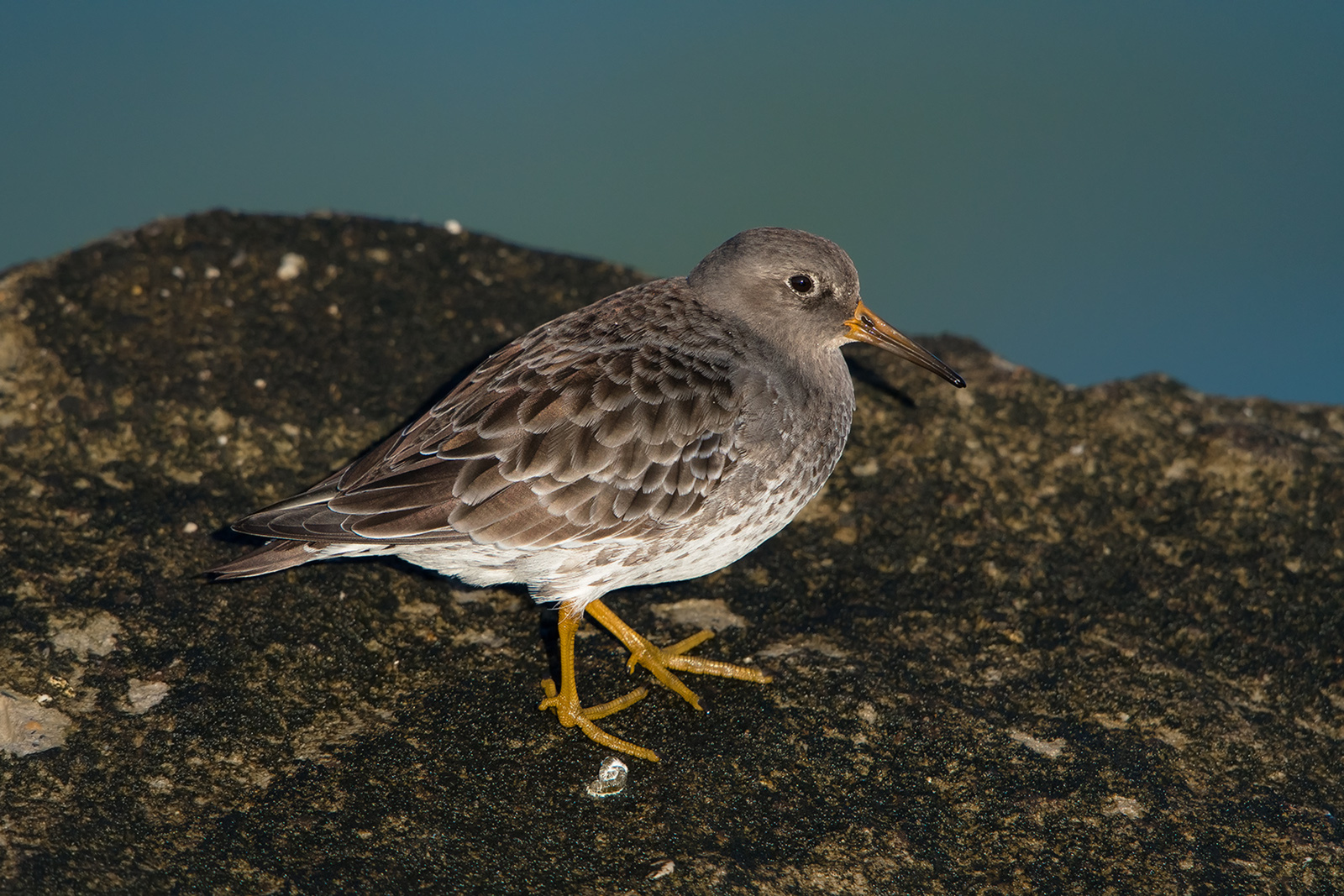 Paarse Strandloper