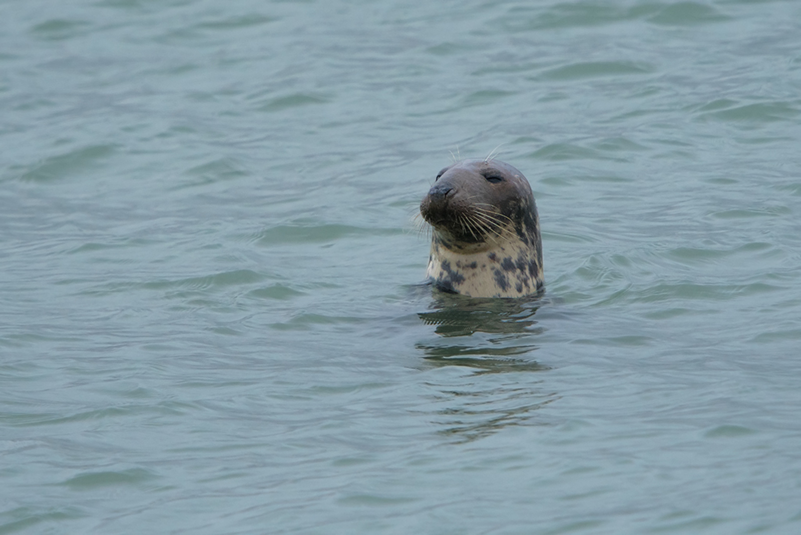 Grijze Zeehond