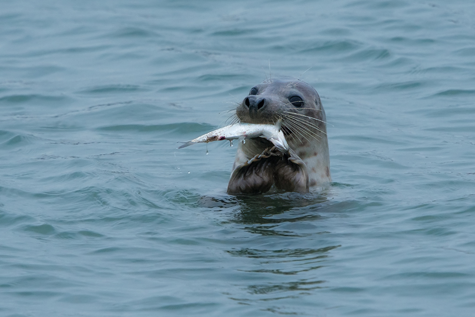 Grijze Zeehond