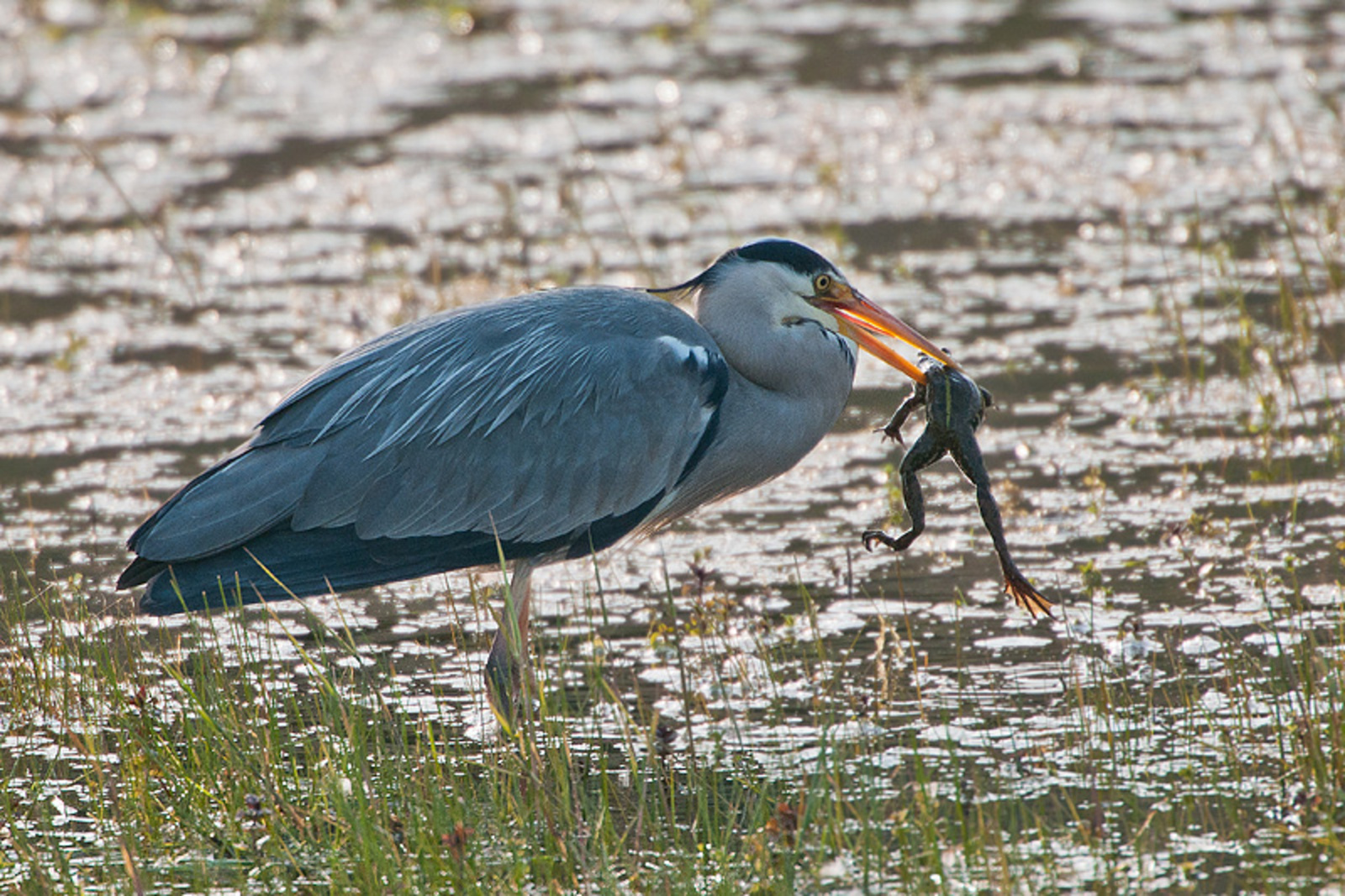 Blauwe Reiger