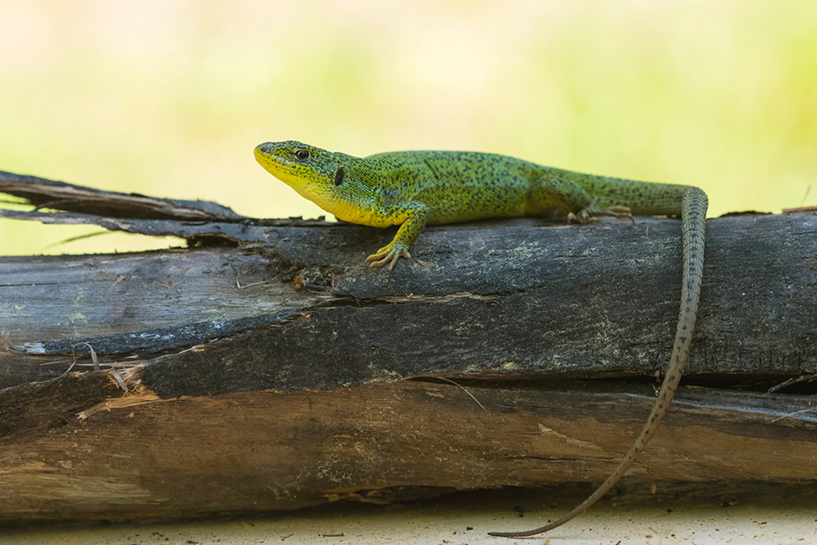 Lacerta diplochondrodes