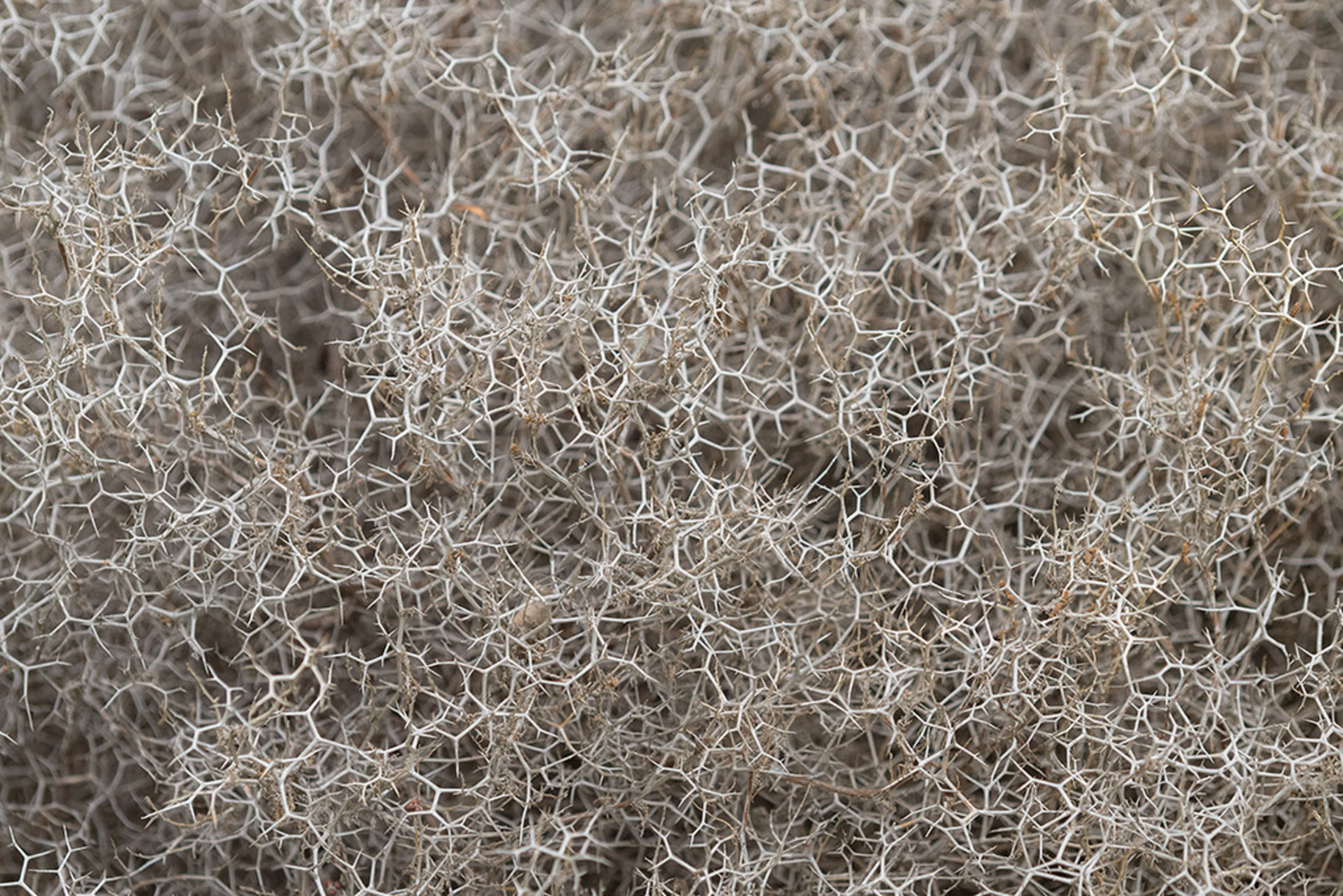 Sarcopoterium spinosum