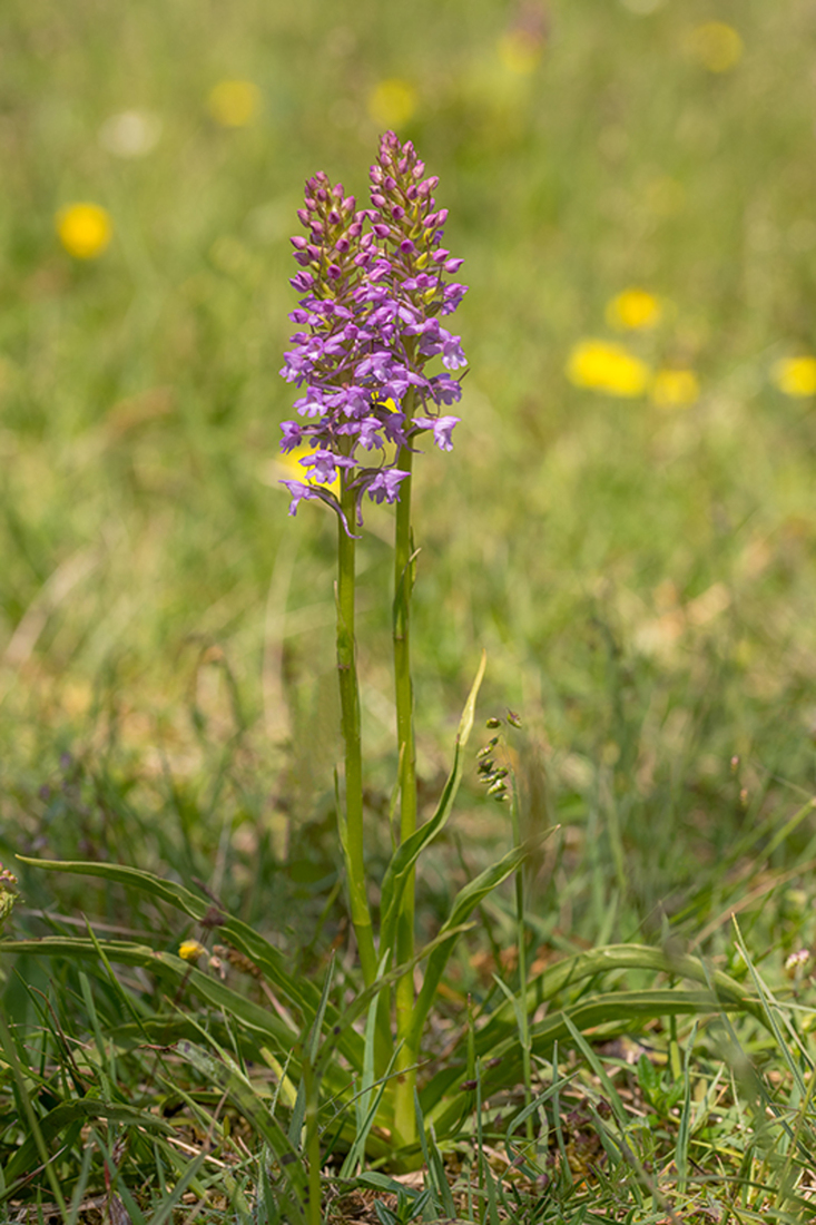 Grote Muggenorchis