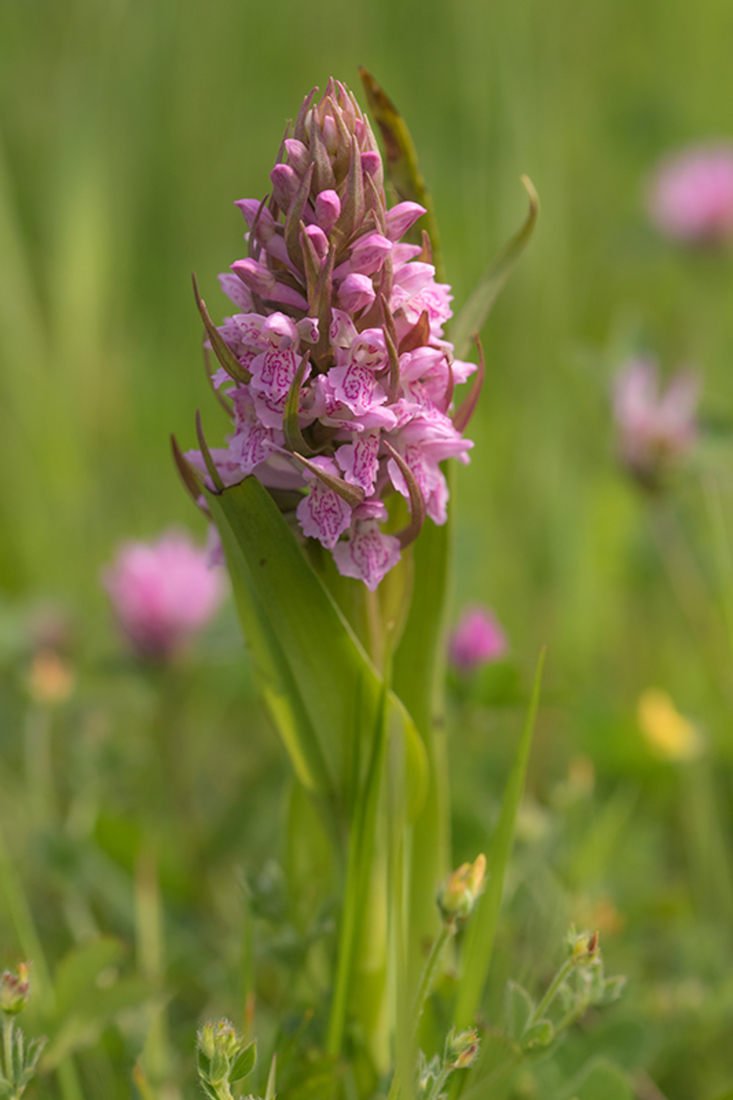 Vleeskleurige Orchis