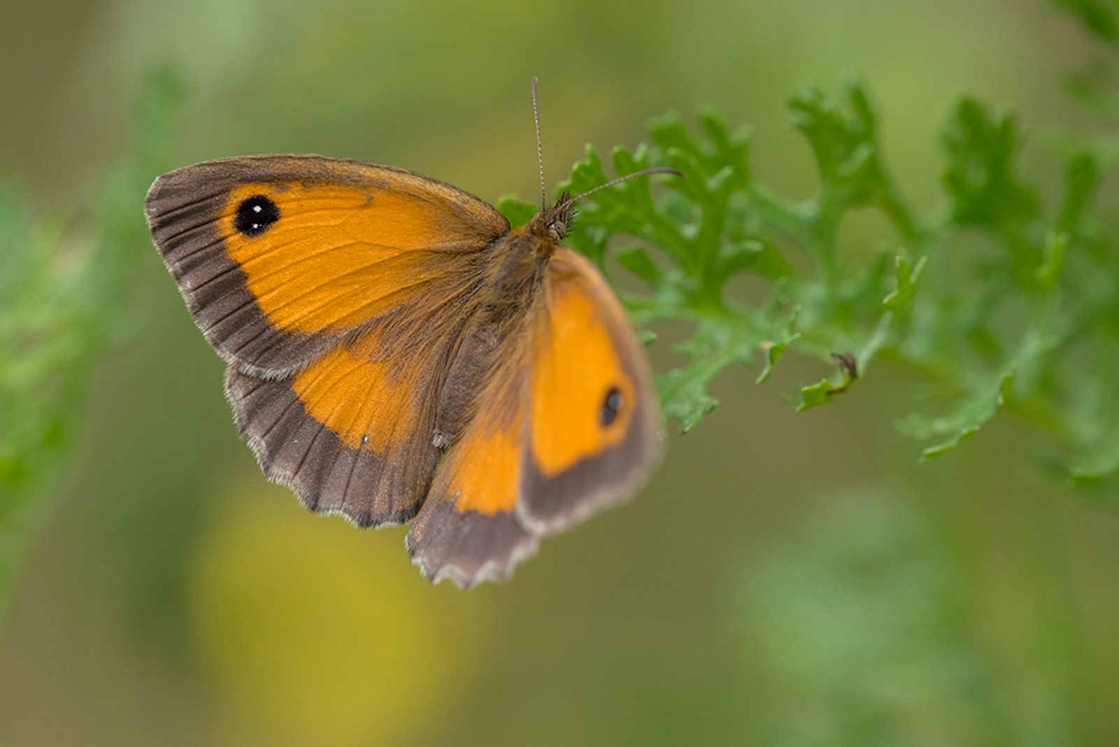 Oranje Zandoogje