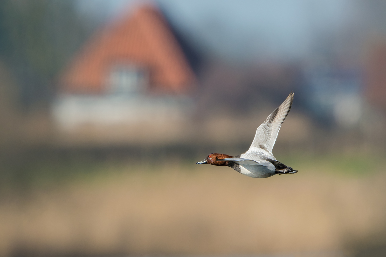 Foto van de maand April 2025