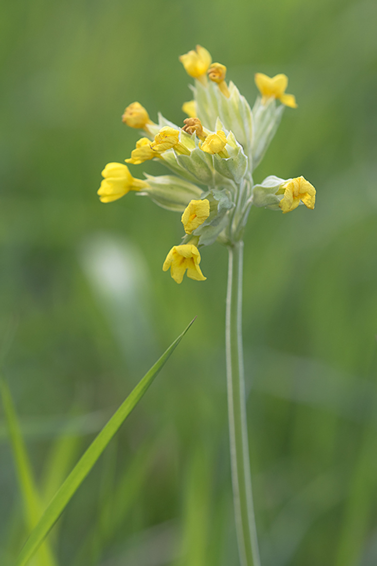 Gulden Sleutelbloem